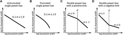 Double Power-Law in Leucosome Width Distribution: Implications for Recognizing Melt Movement in Migmatites